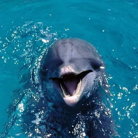 ホテル Racing With Glory Dolphins