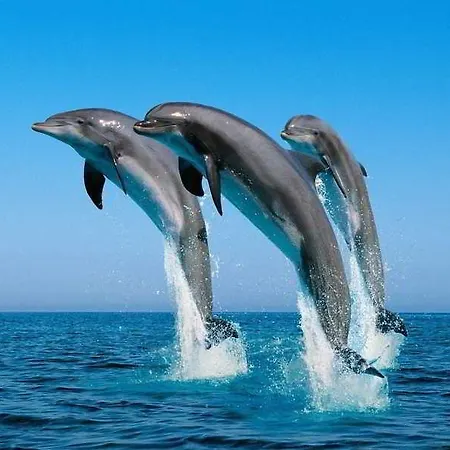Racing With Glory Dolphins ホテル フェティエ